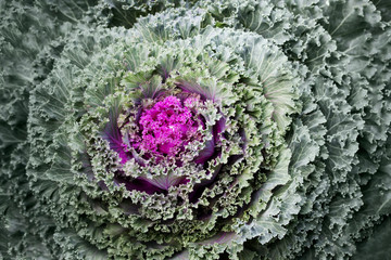 Brassica oleracea var. acephalic. Close-up photo of ornamental cabbage. Pink and green decorative kale