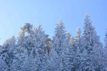 Typical winter landscape in the forests of Transylvania, Romania. Green landscape in a foggy day