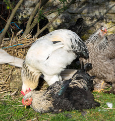 hen and rooster brahma during the day