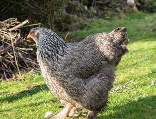 hen and rooster brahma during the day