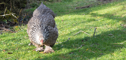 hen and rooster brahma during the day