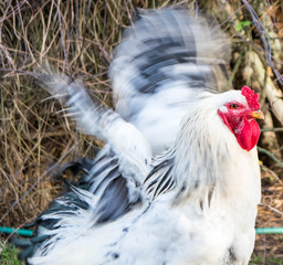 hen and rooster brahma during the day