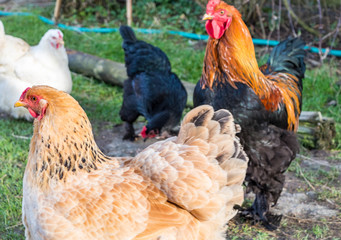 hen and rooster brahma during the day
