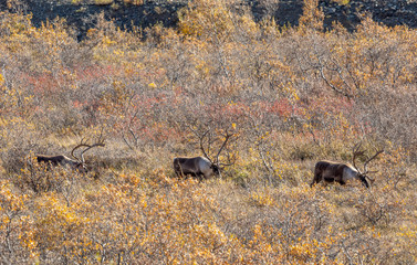 Barren Ground Caribou Bulls in Autumn in Denali National Park Alaska