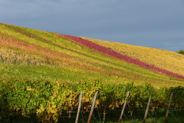Rotes Laub im herbstlichen Weinberg