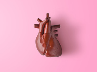 A human heart. Part of anatomy human body model with organ system.	