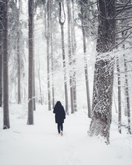 Snowy forest while girl walking under trees.