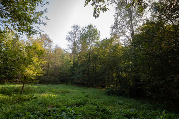 morning in the forest