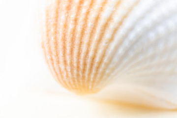 Seashell closeup on a light pastel background. Detailed macro photography. Large depth of field. The concept of vacation, sea, summer, travel, decor.