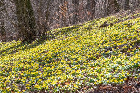Eranthis hyemalis Winterling im Wald bei Cloewitz