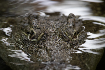 Ojos de un cocodrilo del nilo en el agua