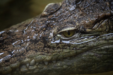 Ojos de un cocodrilo del nilo en el agua