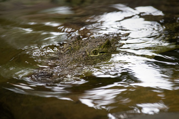 Ojos de un cocodrilo del nilo en el agua