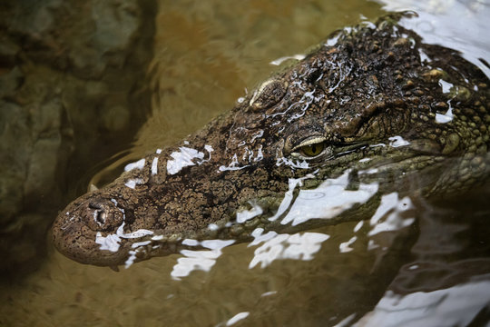 Ojos de un cocodrilo del nilo en el agua