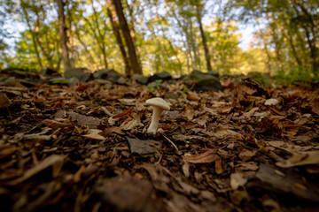 mushrooms in the forest at autumn