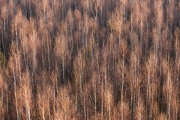 Aerial view of winter forrest with all the leaves fallen down. Mostly birch trees with some conifers. Nice Trees texture of forrest texture.