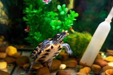 Red Eared Terrapin in aquarium.