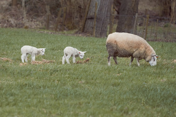 White Flemish sheep with her two new born lambs in the meadow during Spring