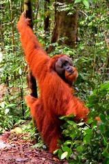 Sumatran orangutan male in the Gunung Leuser National Park