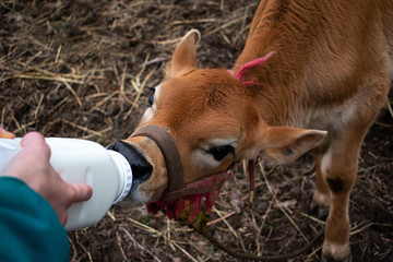 bottle feeding a jersey calf © Blessings Captured