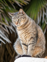 Street cat sits on a large stone on a green background.