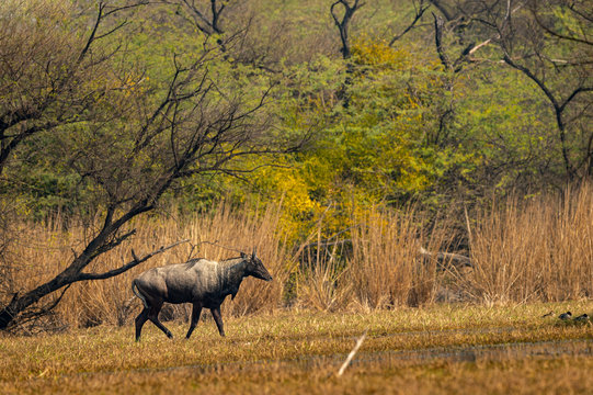 nilgai or blue bull or Boselaphus tragocamelus Largest Asian antelope in landscape scenery background at keoladeo national park or bharatpur bird sanctuary, rajasthan, india