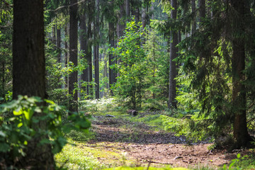 Pine forest in the summer. Winding path in the coniferous forest