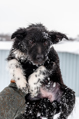 Portrait of a cute black puppy with sad eyes on a winter day against the background of snow