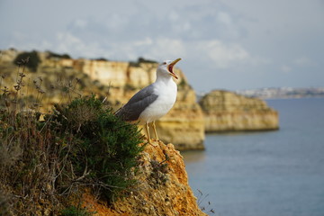 seagull on a rock
