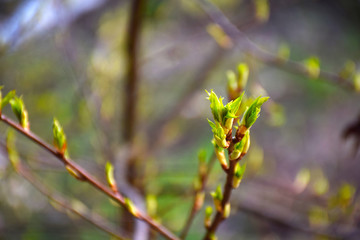 branch of a tree