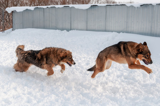 Large, beautiful red, cheerful dogs run on a snow-covered area, enjoying an outdoor walk