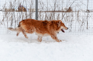 Big cute and beautiful red dog run on the snow-covered area, enjoying a walk on a nice winter day