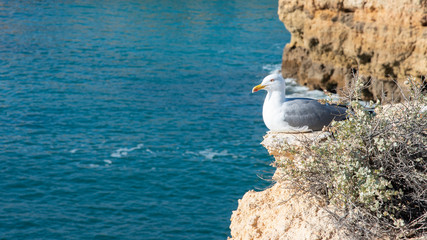 Fototapeta na wymiar a seagull on a rocky seashore, close up