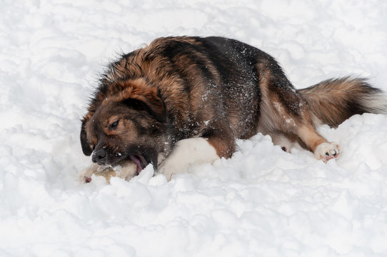 A beautiful large dog lying in the snow chews a frozen bone