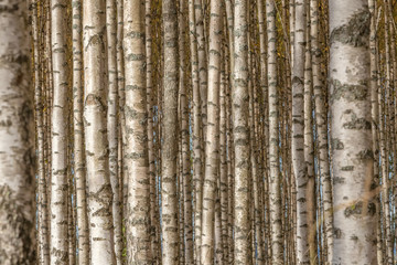 Birch trees with fresh green leaves in autumn. Sweden, selective focus