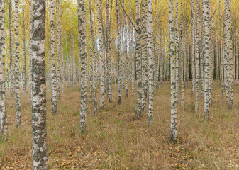 Birch trees with fresh green leaves in autumn. Sweden. panorama, selective focus