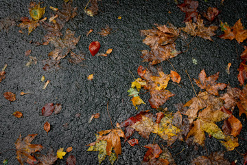 Herbst Laub Blätter Straße