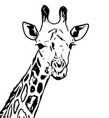 vector illustration of cartoon giraffe