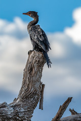 Oiseau - Masaï Mara Kenya