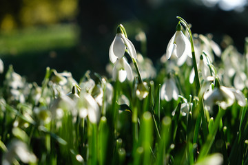 Close-up of snowdrops in the spring sunshine