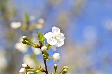  white cherry blossom