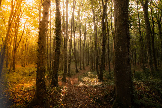 autumn in the forest with sunlight © senerdagasan