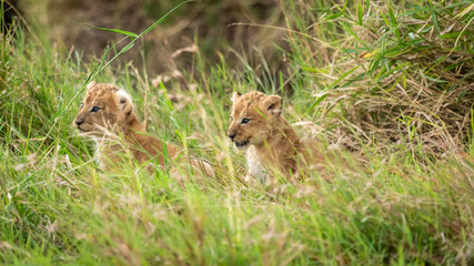 Lion - Masaï Mara Kenya