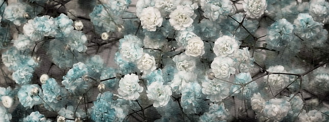 Flowers background. Blured beautiful blue gypsophila flowers full blume close up toned banner.Top view.