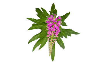 Blooming fireweed isolate. The concept of natural cosmetics.