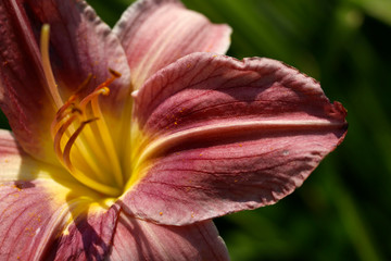 Blurred natural floral background. Fragment of a burgundy daylily flower on a green background. Beautiful corrugated flower petals. Close-up, cropped shot, vertical. Natural beauty