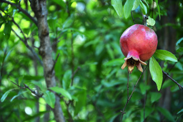 Ripe pomegranate fruit