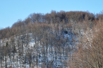 landscape forest on the mountain in winter