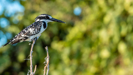 Oiseau - Masaï Mara Kenya