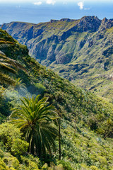Beautiful Lone Palm In Green Slopes Falling Over The Valley In The Mist Of The Summit In La Gomera. April 15, 2019. La Gomera, Santa Cruz De Tenerife Spain Africa. Travel Tourism Photography Nature.